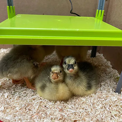 Chick Heating Plate | Adjustable Brooder Plate for Baby Chicks