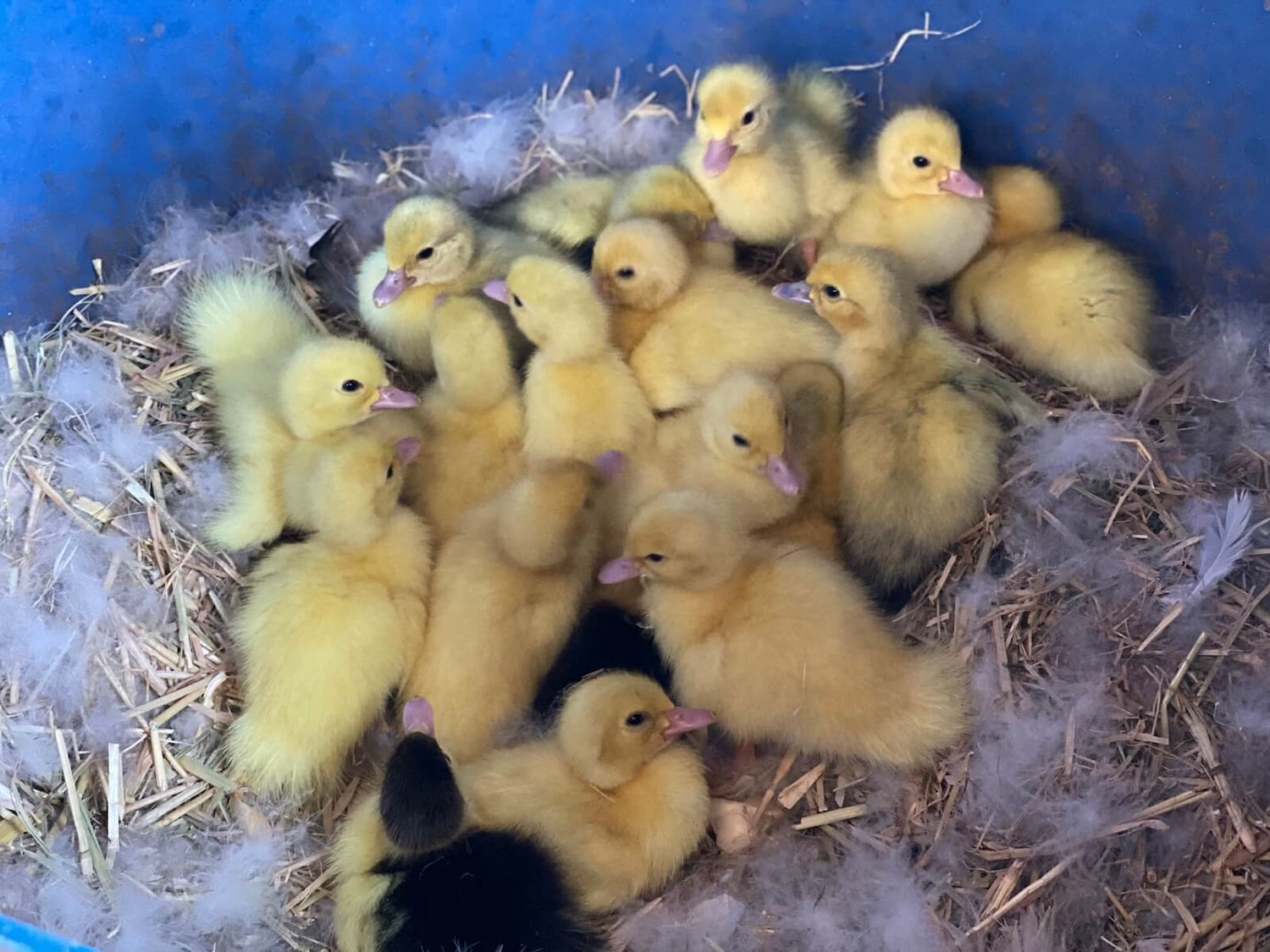 Ducklings