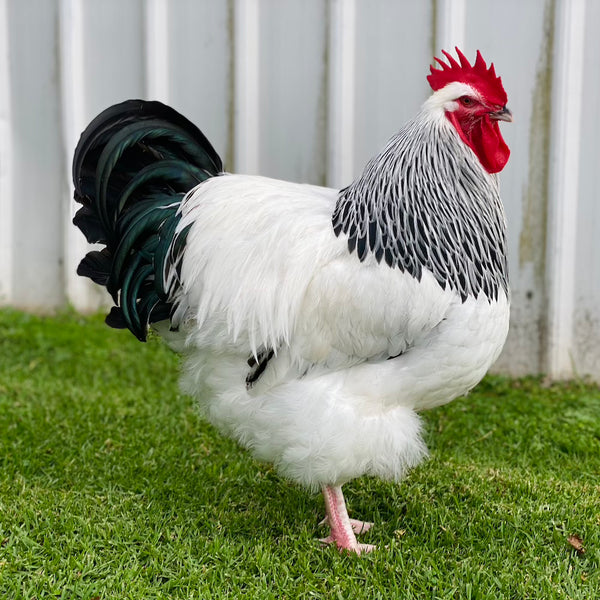 Elvis