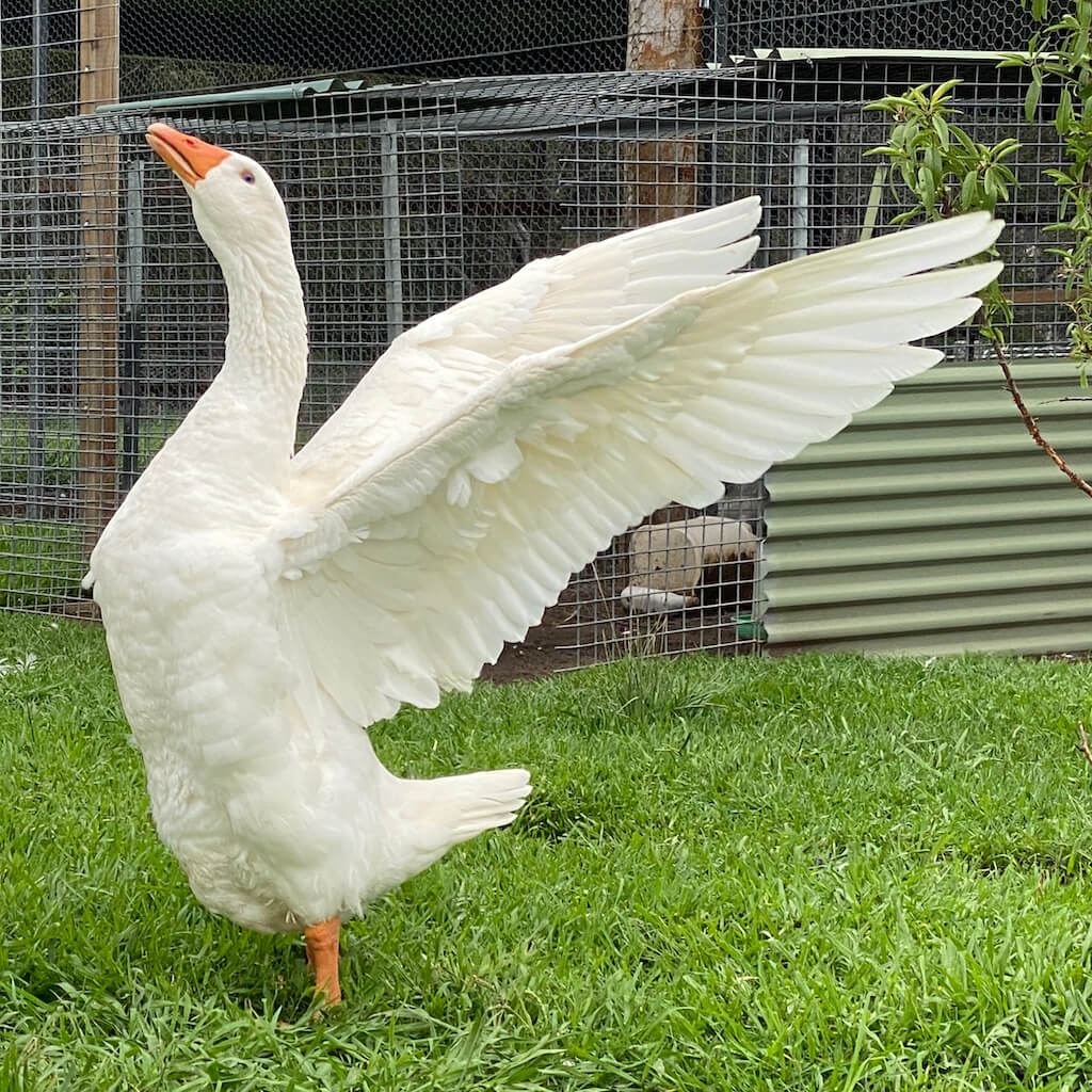 Emden Goose