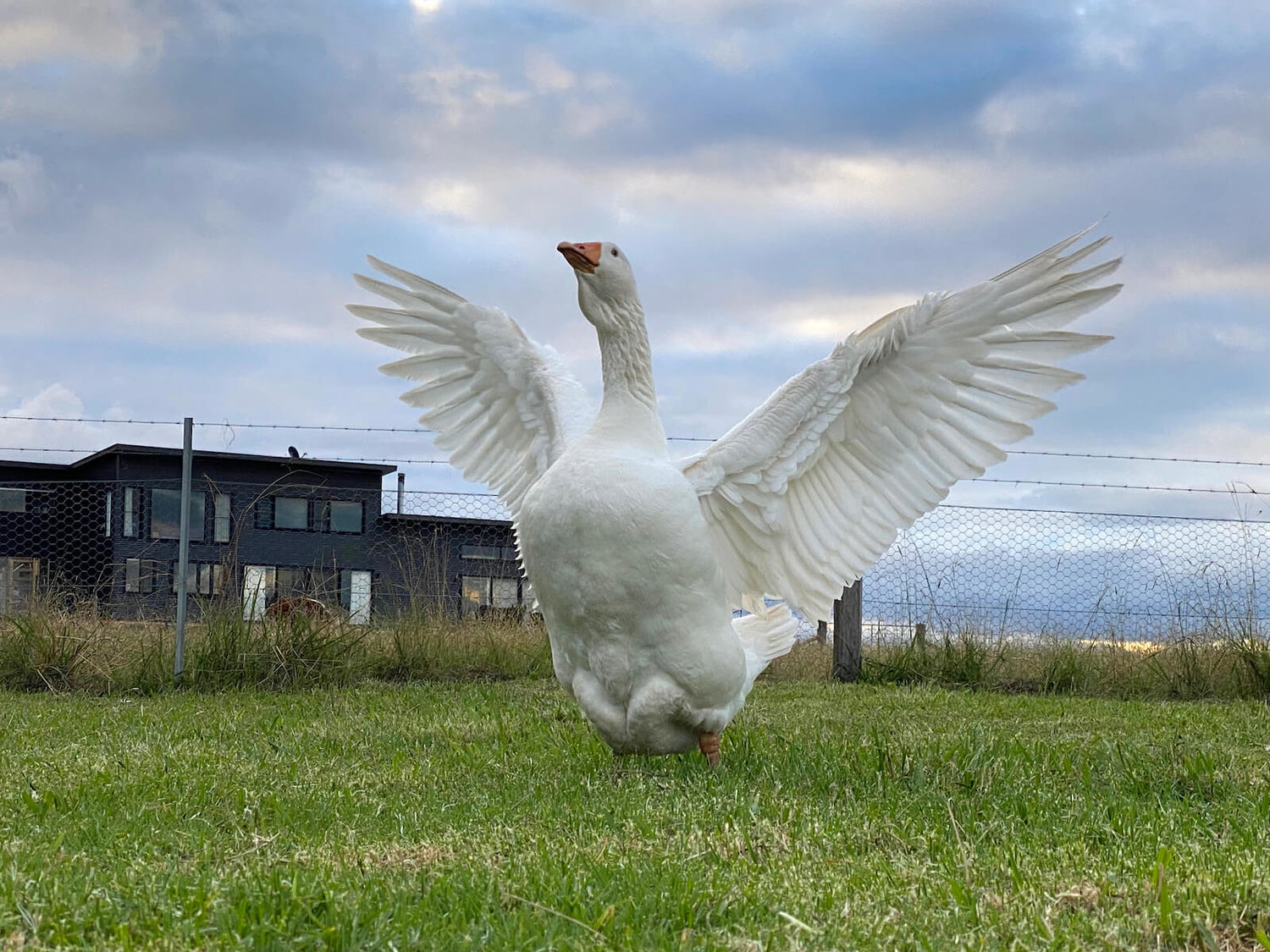 Emden goose with wings spanned