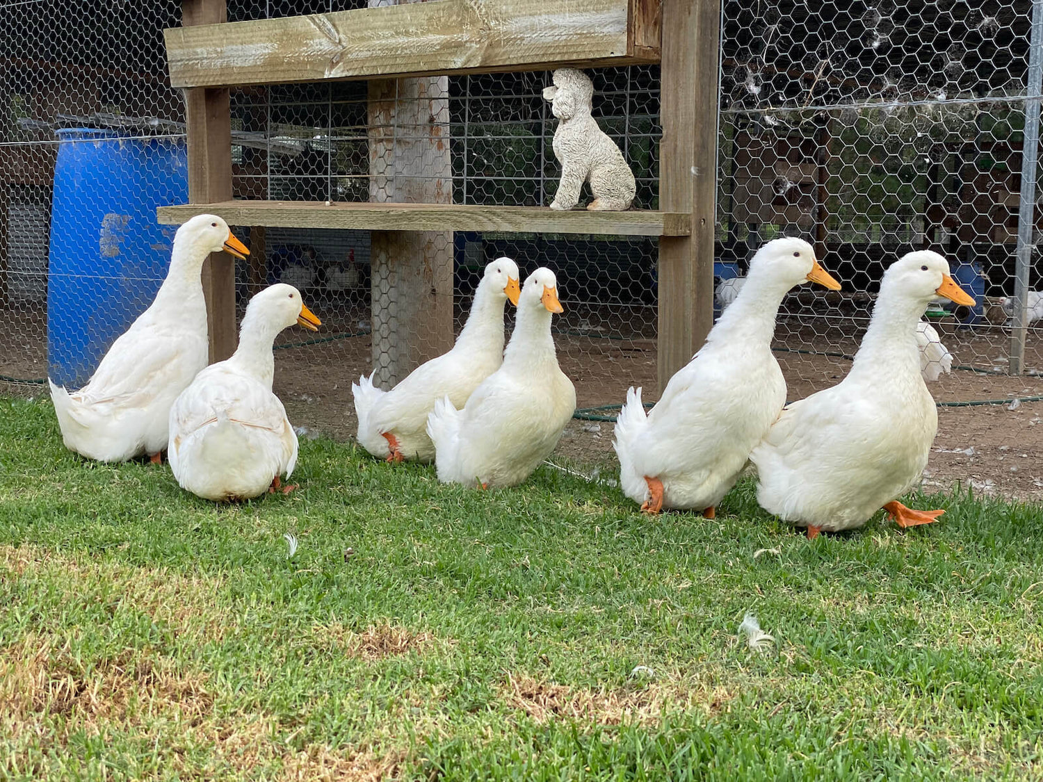 Flock of Emden Geese