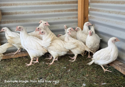 White Leghorn Chickens Australia | Best Backyard Egg Layers