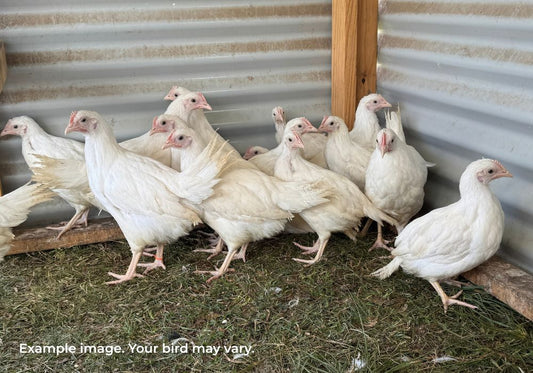 White Leghorn Chickens Australia | Best Backyard Egg Layers