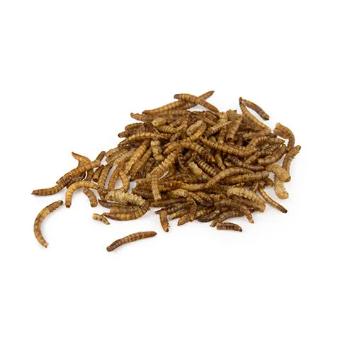 Premium Dried Mealworms for Chickens and Birds | High Protein, Nutritious Treats