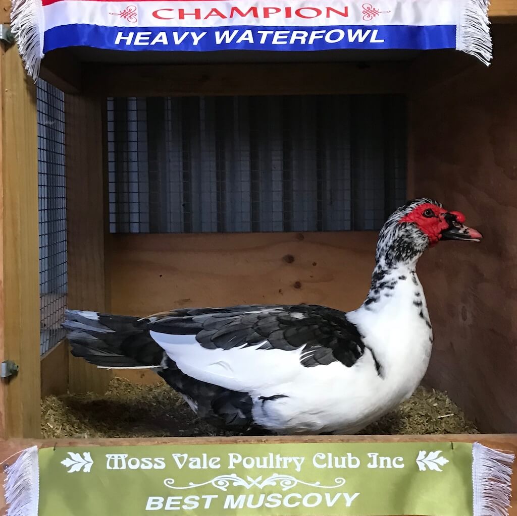 Muscovy Duck