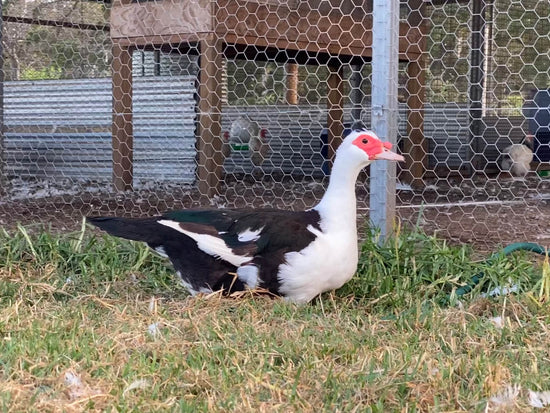 Muscovy duck at The Poodle and The Hen farm