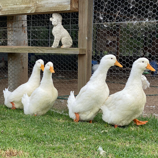 Pekin ducks at The Poodle and The Hen farm