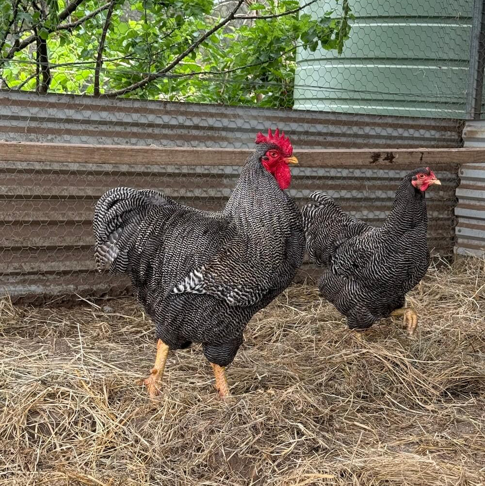 Poultry Rocks The Poodle and The Hen | Plymouth Rock Chickens