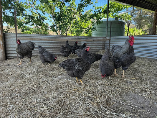 Plymouth Rock Chickens