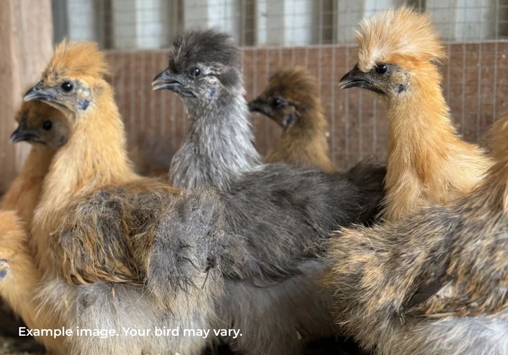 Silkie Chickens Australia | Backyard Pet Chicken Breed