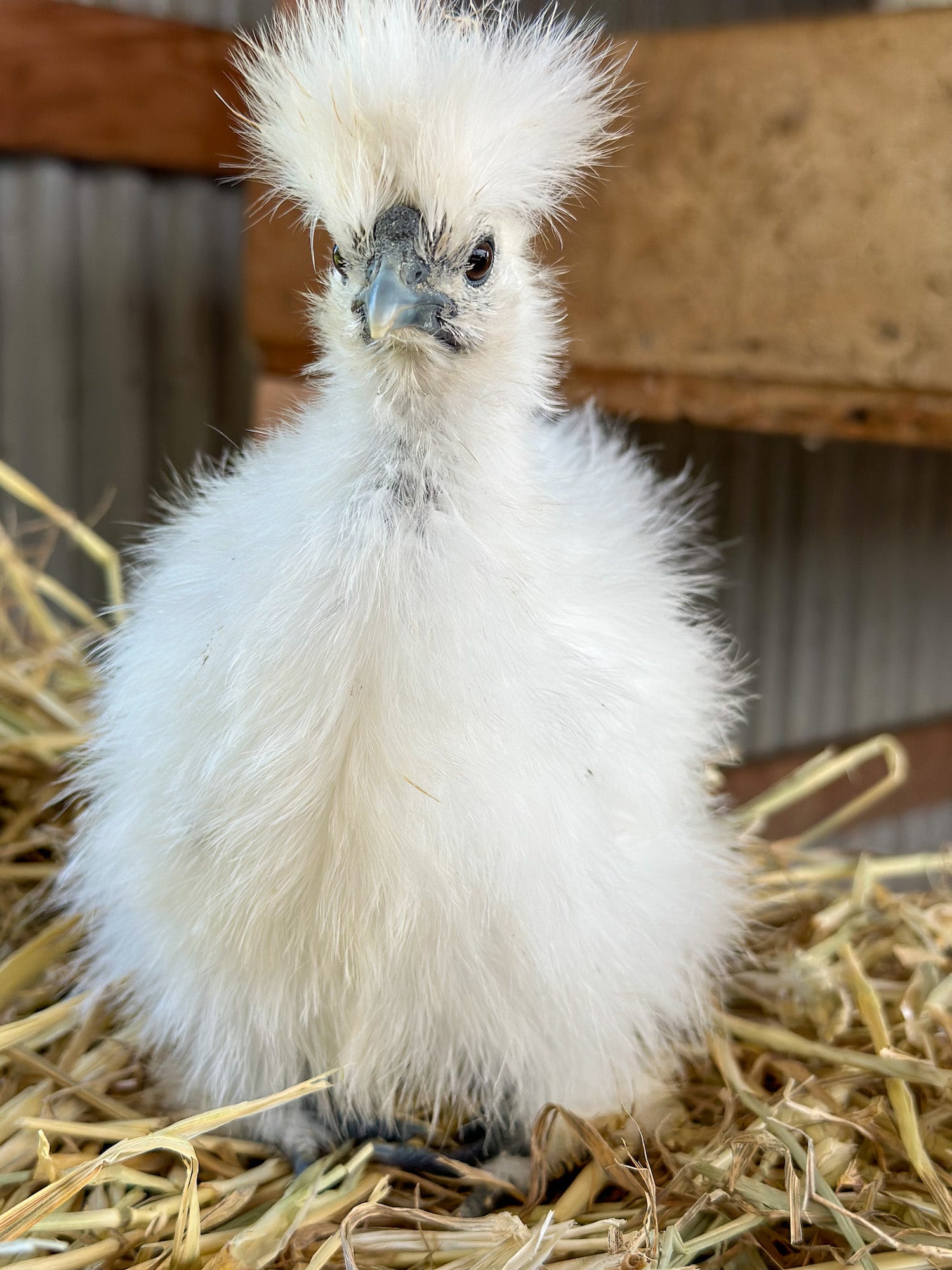 The Poodle and The Hen | Silkie Chicken Breeding
