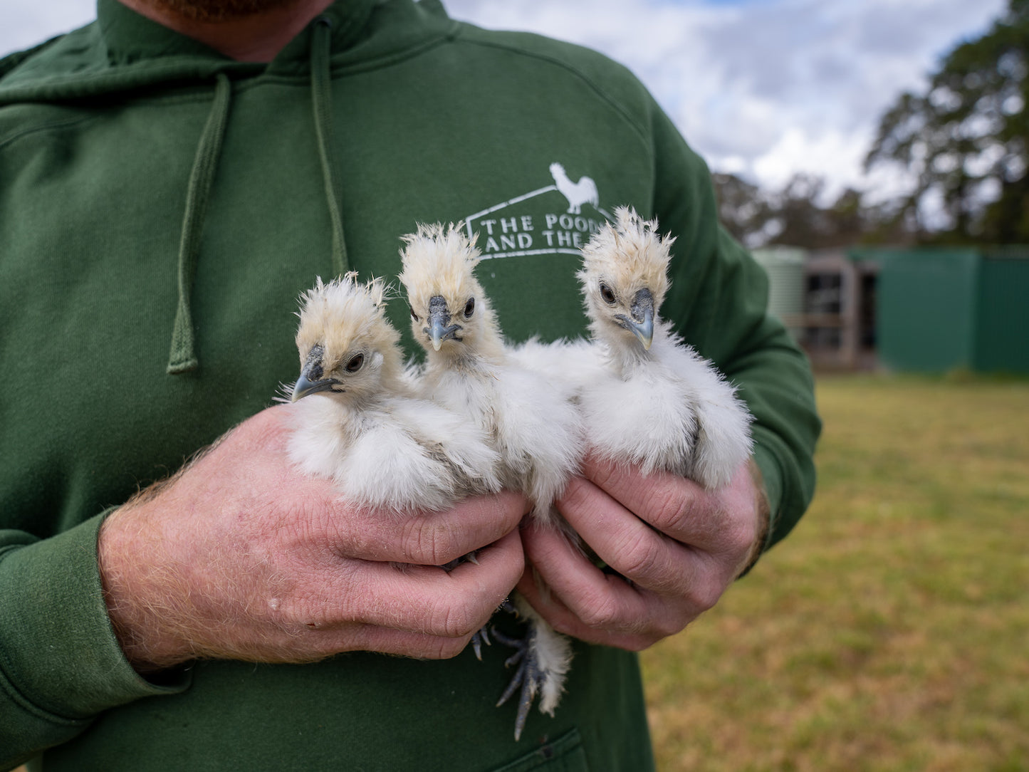 Silkie Chickens