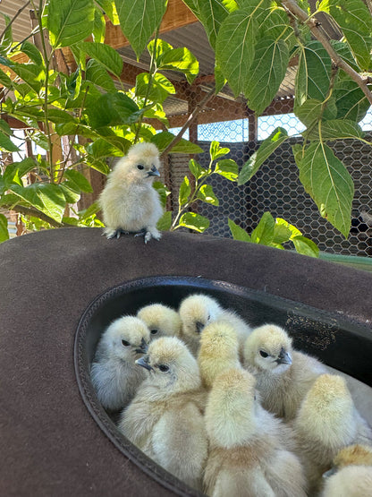 Silkie Chickens