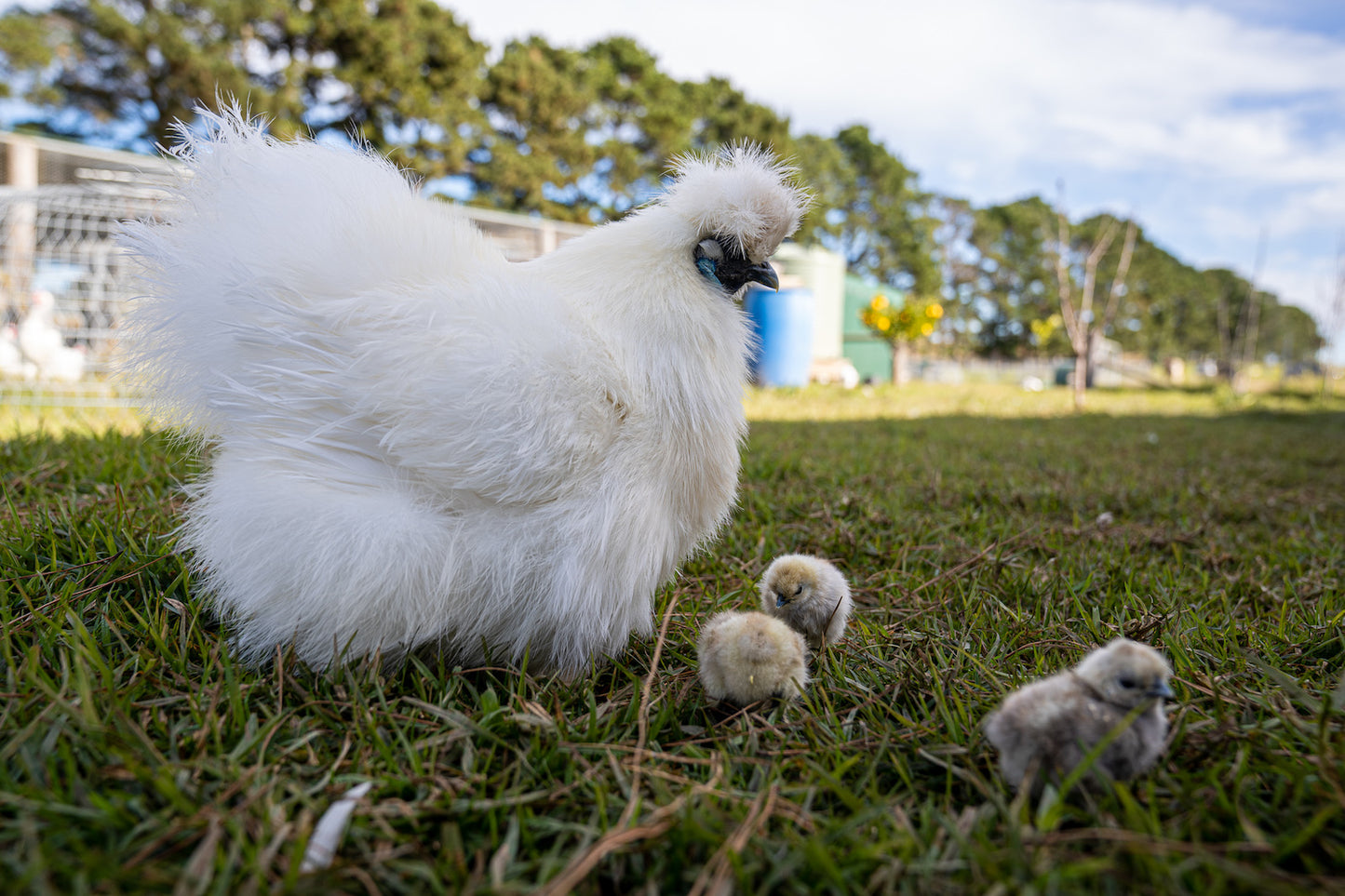 Silkie Chickens