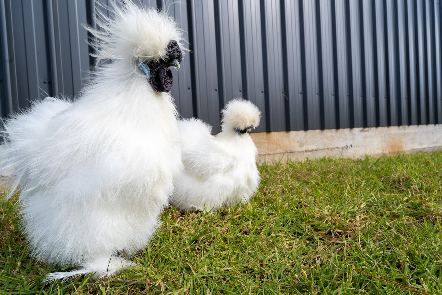 Silkie Chickens