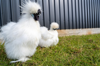 Silkie Chickens