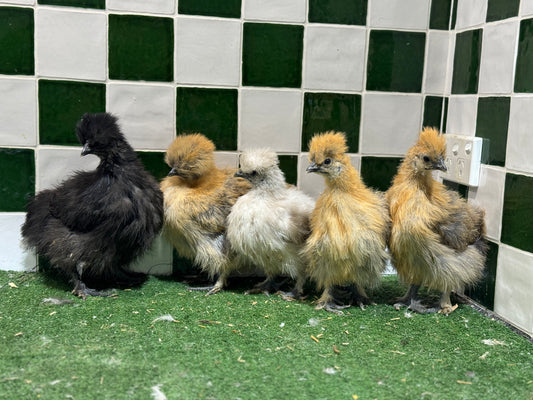 Silkie Chickens Australia | Backyard Pet Chicken Breed