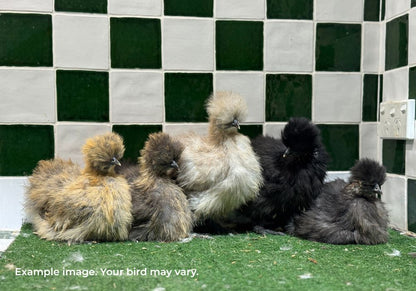 Silkie Chickens Australia | Backyard Pet Chicken Breed