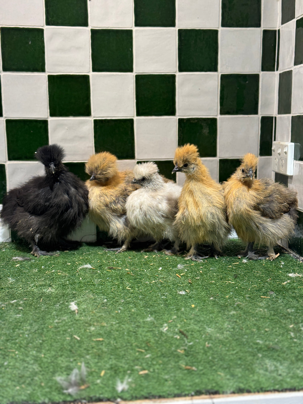 Silkie Chickens Australia | Backyard Pet Chicken Breed