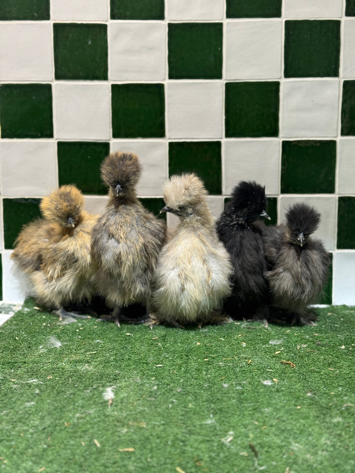 Silkie Chickens Australia | Backyard Pet Chicken Breed