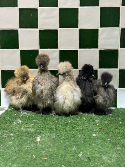 Silkie Chickens Australia | Backyard Pet Chicken Breed