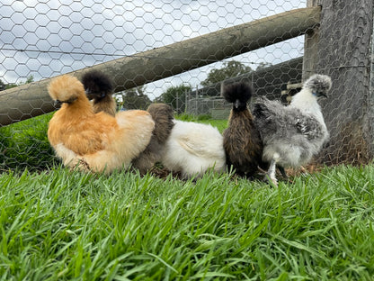 Silkie Chickens