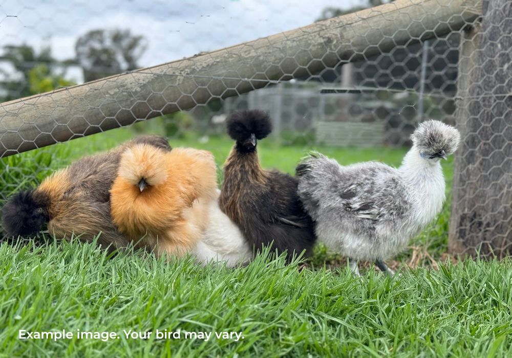 Silkie Chickens Australia | Backyard Pet Chicken Breed