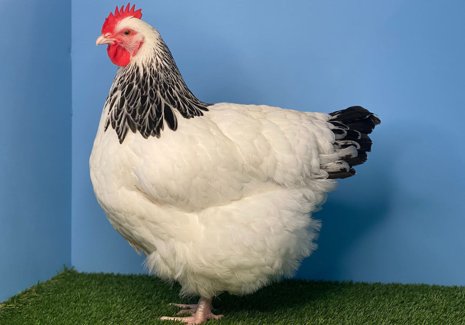 Sussex Hen