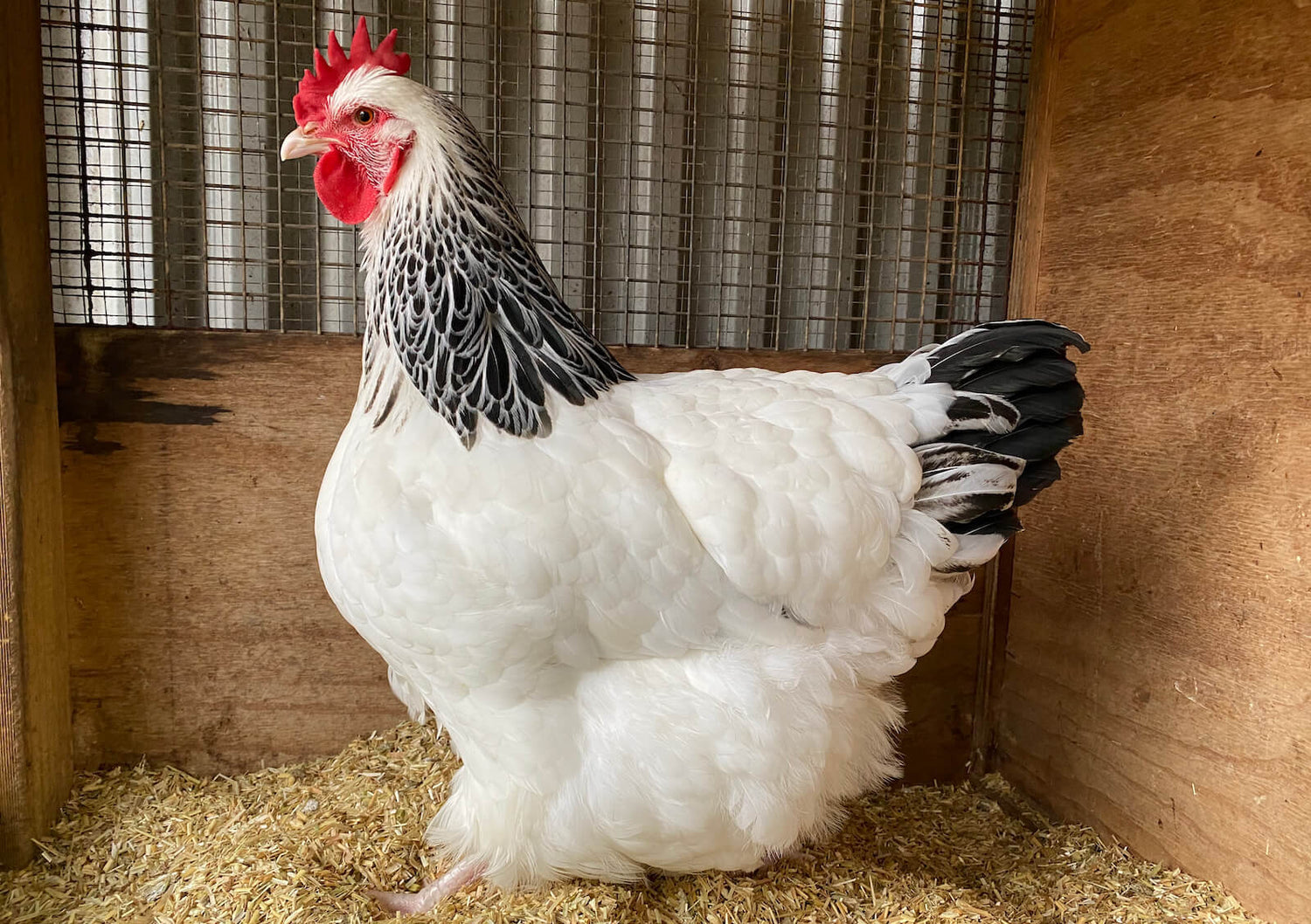 Sussex hen in a box