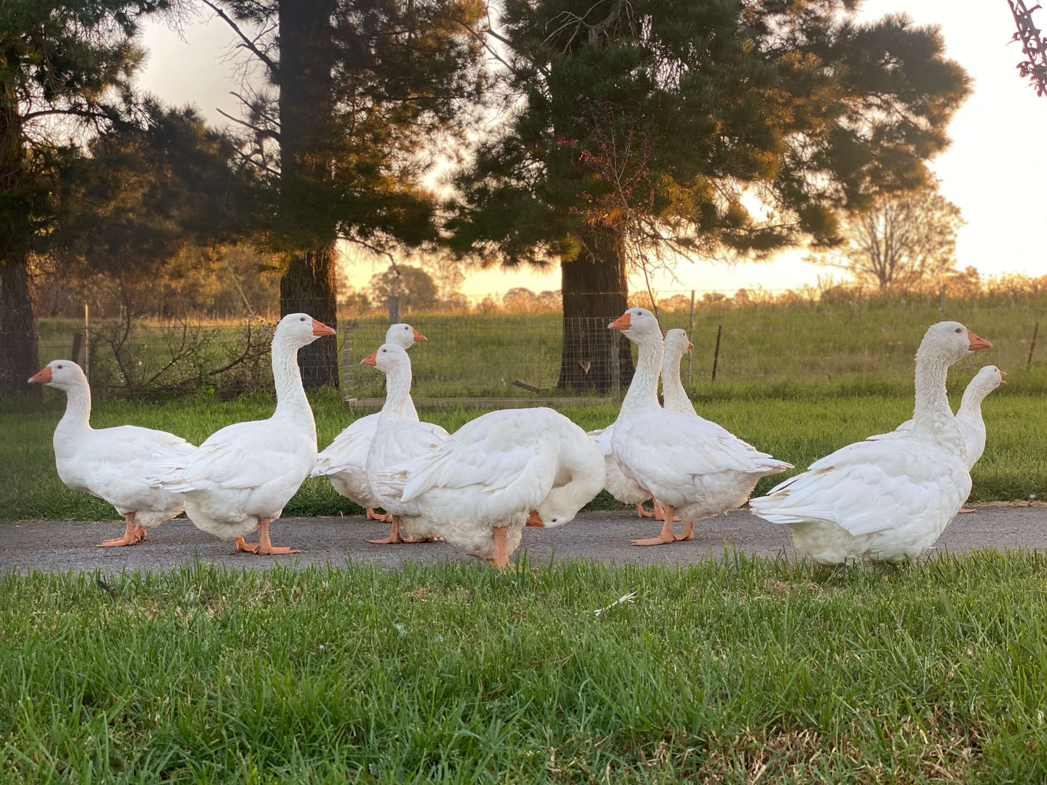 The Poodle and The Hen Geese