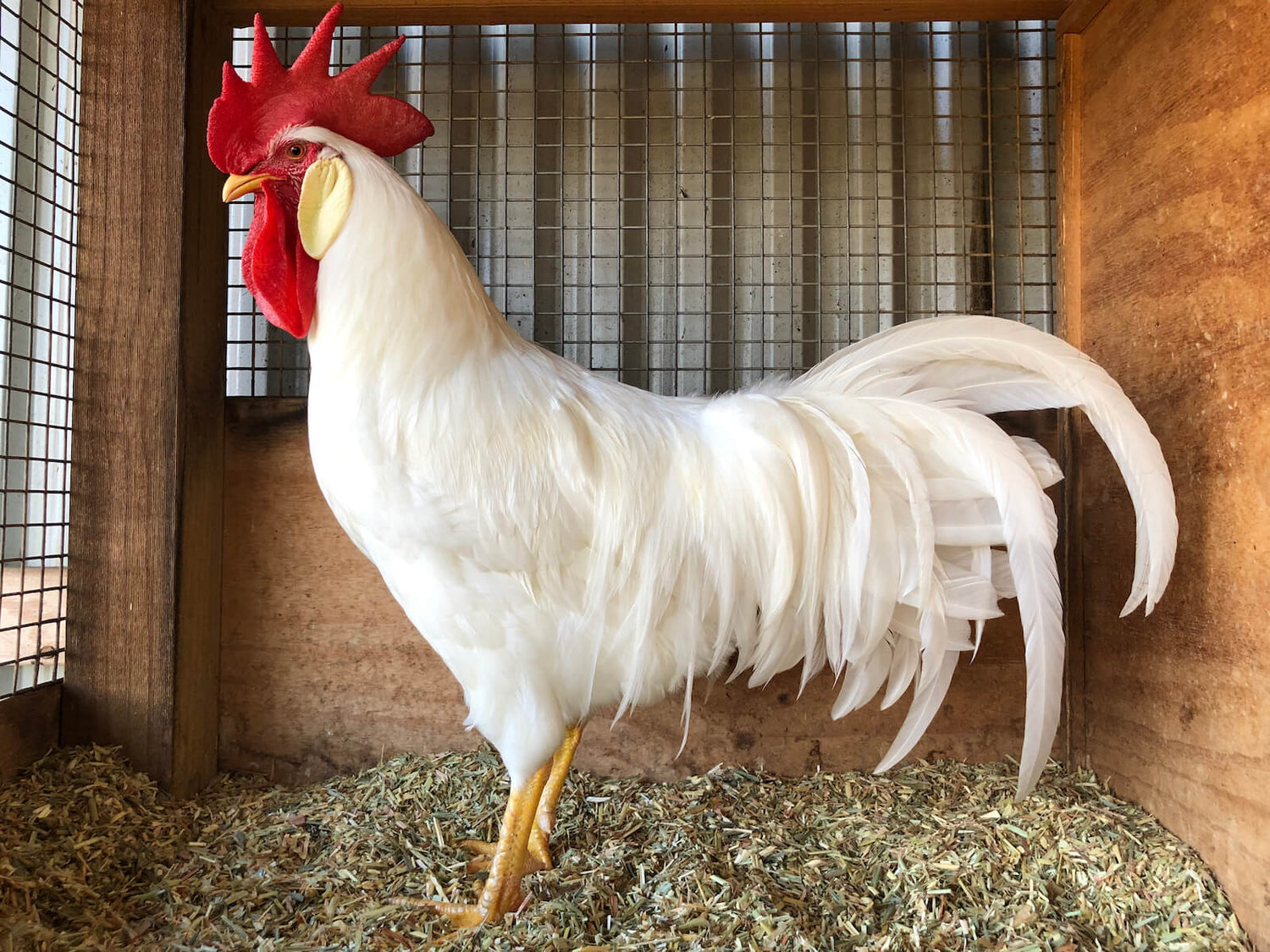 WHITE LEGHORN COCKEREL