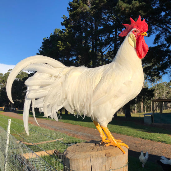 WHITE LEGHORN COCKEREL ON A POST AT THE FARM