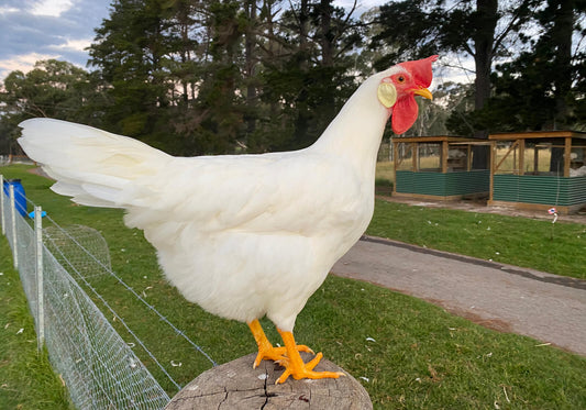 WHITE LEGHORN HEN ON A POST AT THE FARM