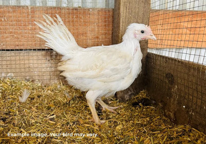 White Leghorn Chickens Australia | Best Backyard Egg Layers