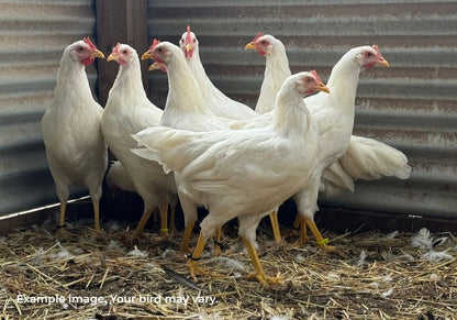 White Leghorn Chickens Australia | Best Backyard Egg Layers
