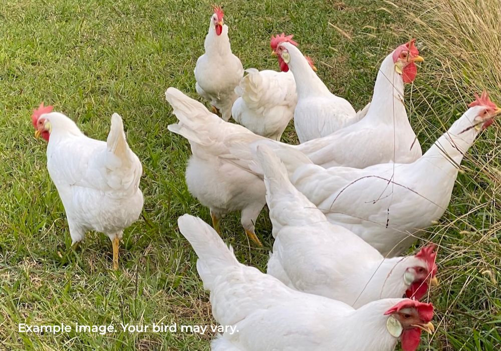 White Leghorn Chickens Australia | Best Backyard Egg Layers