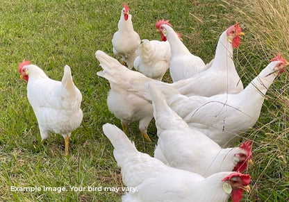 White Leghorn Chickens Australia | Best Backyard Egg Layers