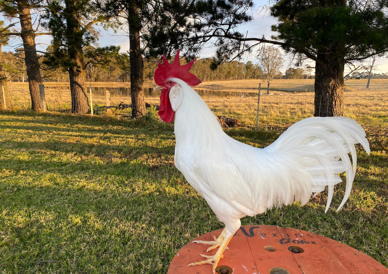 WHITE LEGHORN COCKEREL AT THE POODLE AND THE HEN FARM
