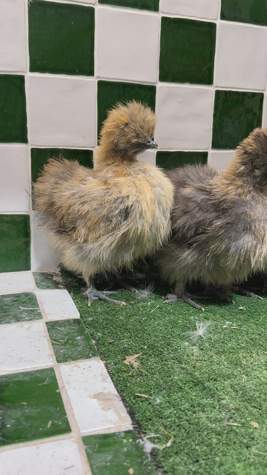 Silkie Chickens Australia | Backyard Pet Chicken Breed
