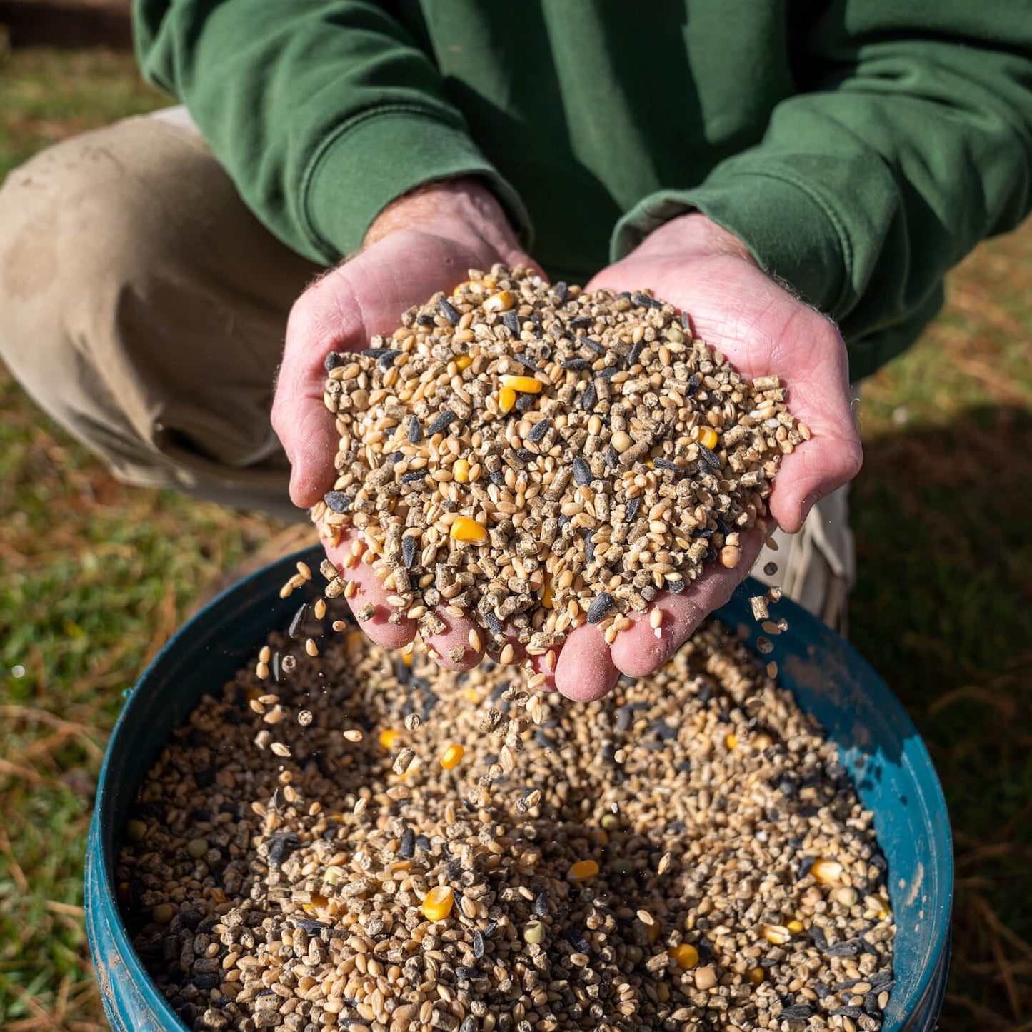 The Poodle and The Hen's Layer/Breeder Chicken Feed Falling Through Hands