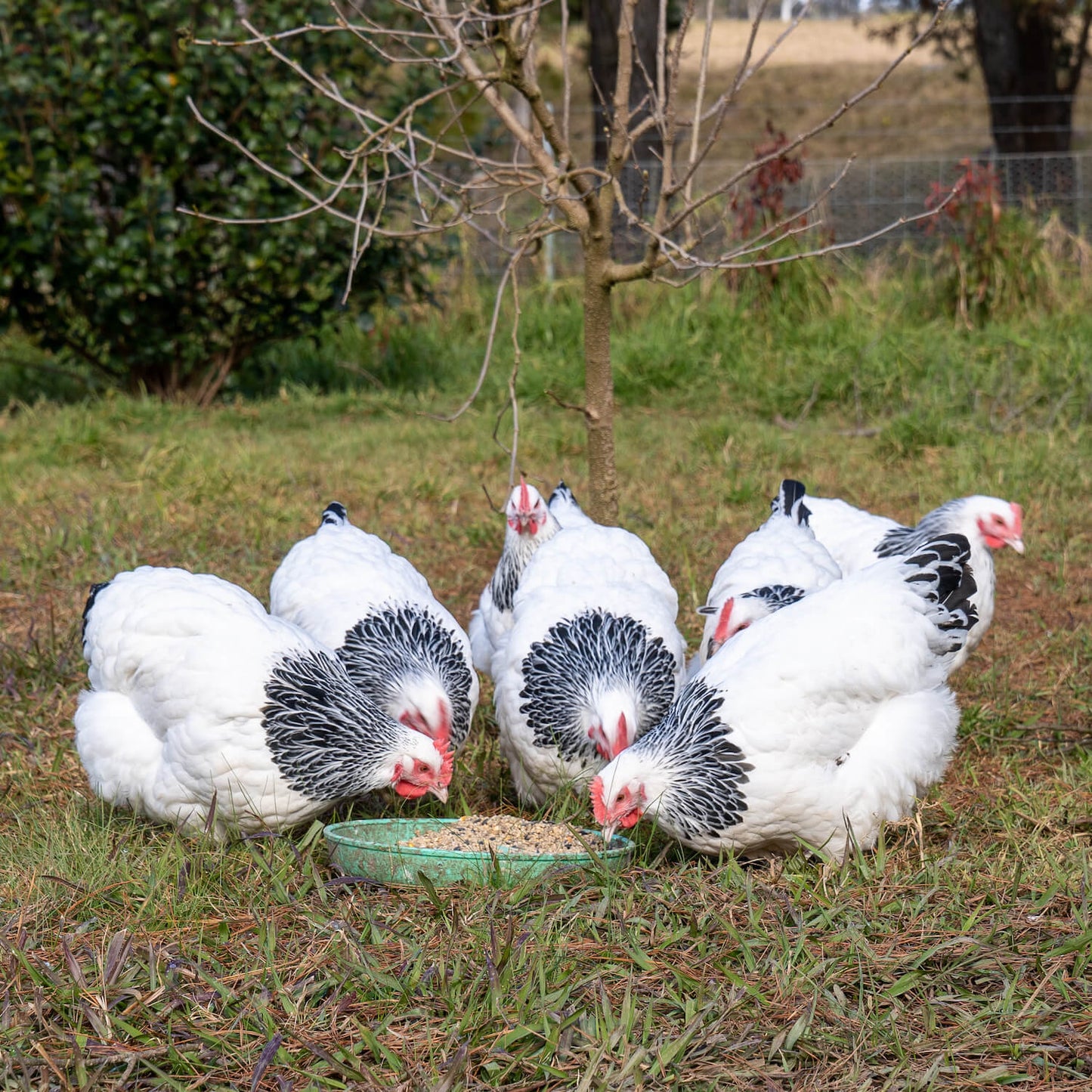 A group of Sussex Pullets eating The Poodle and The Hen's Layer/Breeder Chicken Feed