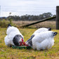 The Poodle and The Hen's Sussex Pullets Eating Layer/Breeder Chicken Feed